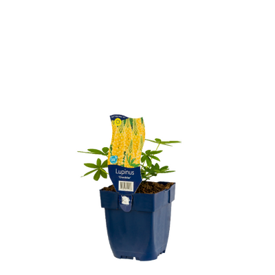 Lupinus Chandelier  geel P11