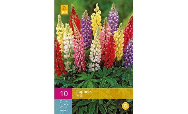 Lupinus mix 10st - afbeelding 1