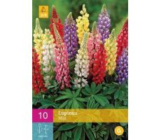 Lupinus mix 10st - afbeelding 2