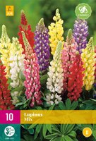 Lupinus mix 10st