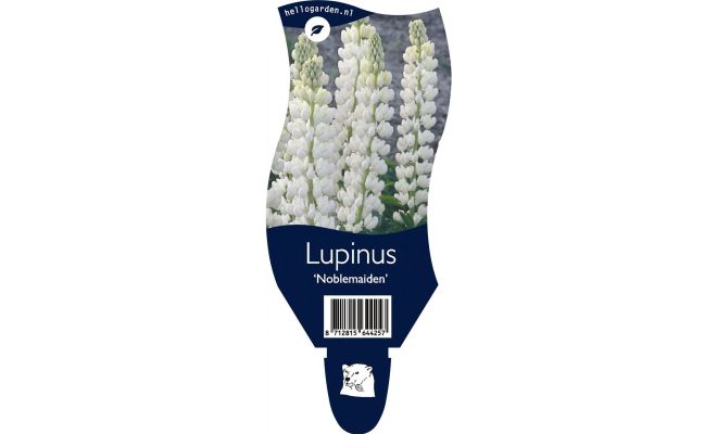Lupinus Noblemaiden  wit P11