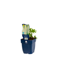 Lupinus Noblemaiden wit P11 - afbeelding 2