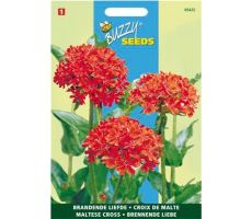 Lychnis chalcedonica brandend 0.25g - afbeelding 2