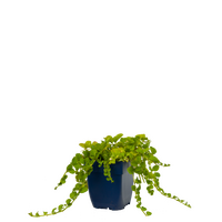 Lysimachia nummularia P11 - afbeelding 2