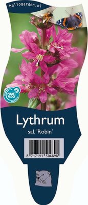 Lythrum sal. Robin P11