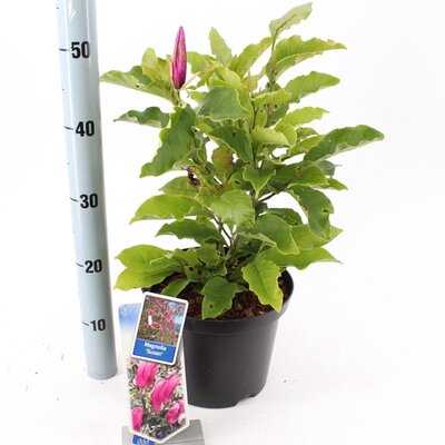 Magnolia Black Tulip, , pot 23 cm, h 90 cm - afbeelding 1