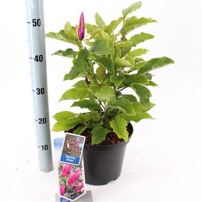 Magnolia Black Tulip, pot 23 cm, h 70 cm - afbeelding 1