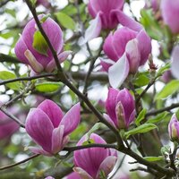 Magnolia Black Tulip, , pot 23 cm, h 90 cm - afbeelding 2