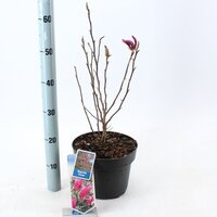 Magnolia Black Tulip, pot 23 cm, h 70 cm - afbeelding 3