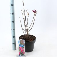Magnolia Black Tulip, , pot 23 cm, h 90 cm - afbeelding 3