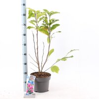 Magnolia Black Tulip, pot 23 cm, h 70 cm - afbeelding 4