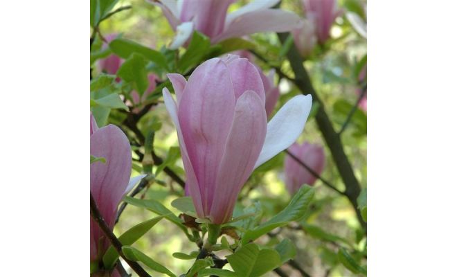 Magnolia 'George Henry Kern', pot 23 cm, h 70cm - afbeelding 1