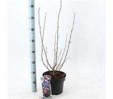 Magnolia 'George Henry Kern', pot 23 cm, h 70cm - afbeelding 3