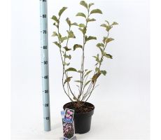 Magnolia 'George Henry Kern', pot 23 cm, h 70cm - afbeelding 4