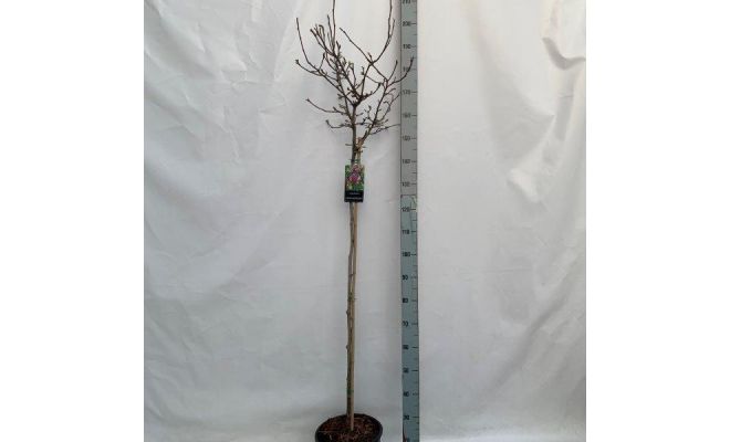 Magnolia 'GH. King'   Stam p30cm h130 cm