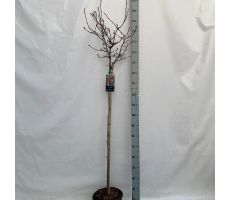 Magnolia 'GH. King'   Stam p30cm h130 cm