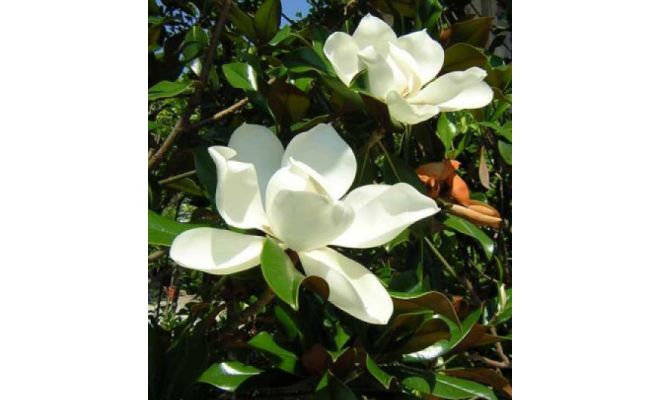 Magnolia grandiflora 'Galissonnière' - afbeelding 1