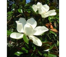 Magnolia grandiflora 'Galissonnière' - afbeelding 2