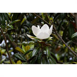 Magnolia grandiflora, pot 65 cm, h 220 cm - afbeelding 2