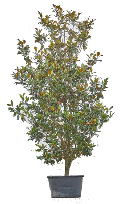 Magnolia grandiflora, pot 65 cm, h 220 cm - afbeelding 1