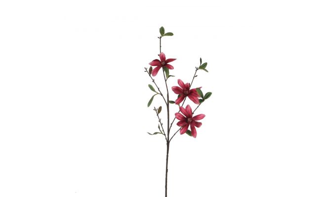 Magnolia, roze, h 73 cm