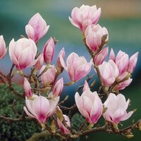 Magnolia soulangeana, pot 23 cm, h 70cm - afbeelding 3