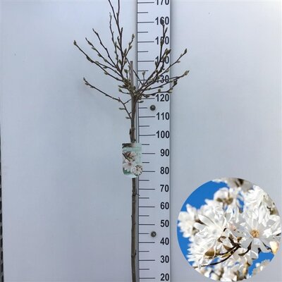 Magnolia stellata, op stam, pot 26 cm, h 160  cm