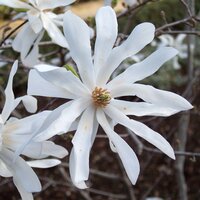 Magnolia stellata, pot 23 cm, h 70 cm - afbeelding 4