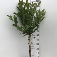 Magnolia stellata, op stam, pot 26 cm, h 130 cm - afbeelding 2