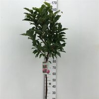 Magnolia susan, op stam, pot 26 cm, h 130 cm