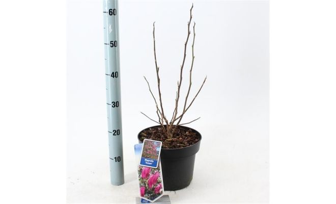 Magnolia 'Susan' potmaat 23cm - afbeelding 1