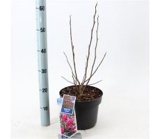 Magnolia 'Susan' potmaat 23cm - afbeelding 1