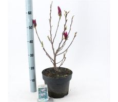 Magnolia 'Susan' potmaat 23cm - afbeelding 2