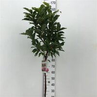 Magnolia susan, op stam, pot 26 cm, h 160 cm