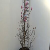 Magnolia susan, pot 32 cm, h 160 cm - afbeelding 1