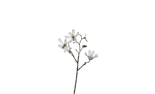 Magnolia, wit, h 45 cm