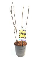 Magnolia Yellow Lantern, pot 23 cm, h 90 cm