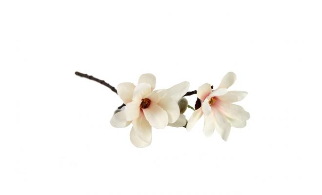Magnoliatak L62cm Crème