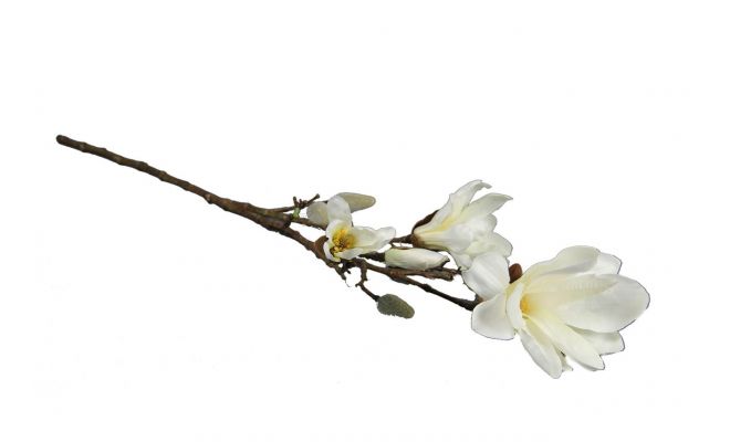 Magnoliatak L87cm Wit