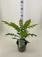 mahonia media wintersun, pot 19 cm, h 40-50 cm