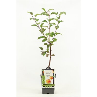 Malus dom. 'Elstar', handappel 100cm