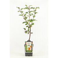 Malus dom. 'Elstar', handappel 100cm
