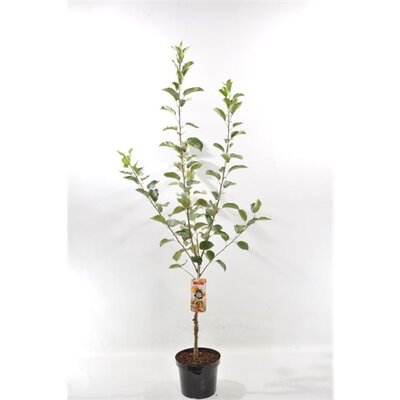 Malus dom. 'Elstar' Handappel 120cm