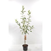 Malus dom. 'Elstar' Handappel 120cm