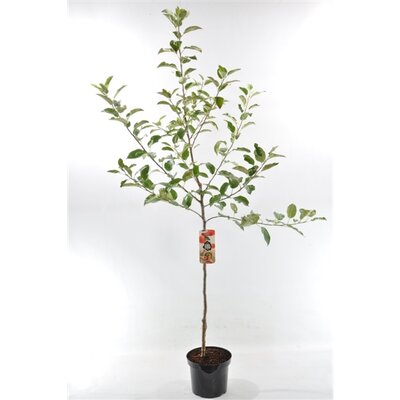 Malus domestica 'Jonagold', pot 26 cm, h 150 cm