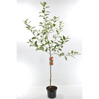 Malus domestica 'Jonagold', pot 26 cm, h 150 cm