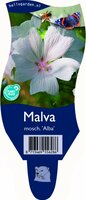 Malva moschata P11