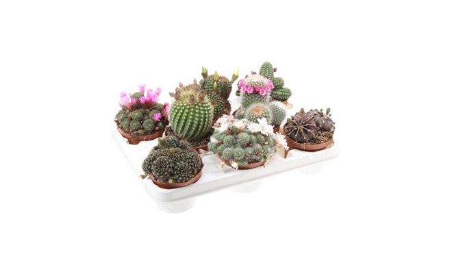 Mammillaria mix, pot 10,5 cm, h 15 cm