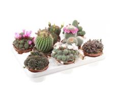 Mammillaria mix, pot 10,5 cm, h 15 cm