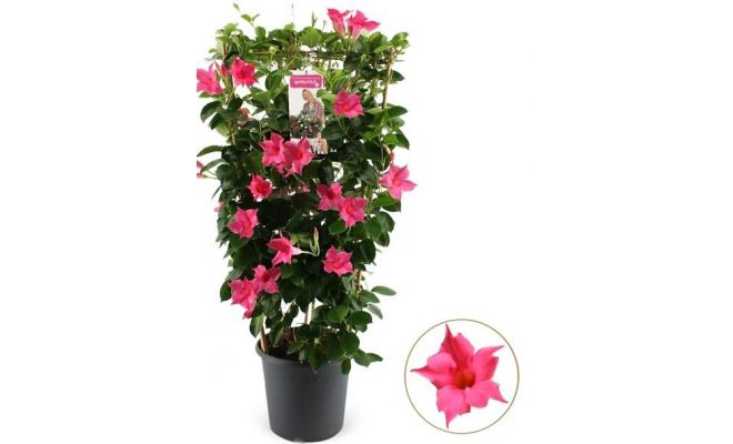 Mandevilla sp.   … potmaat 24cm planthoogte 100cm